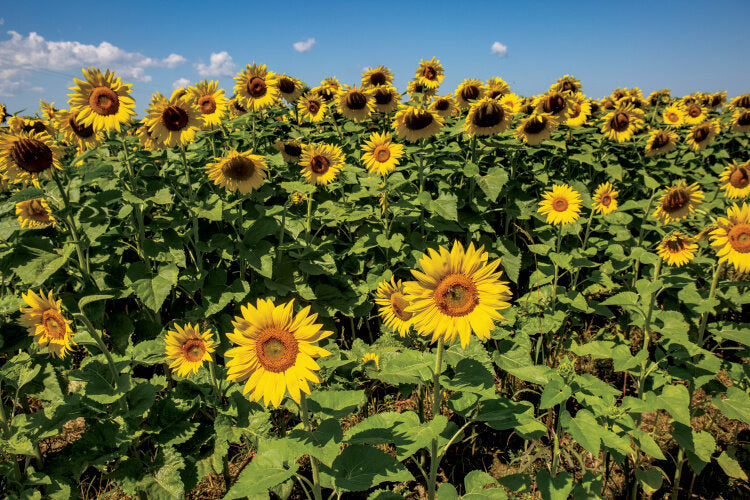 HOW SUNFLOWERS HELPED ONE NORTH CAROLINA FARMER REACH NEW MARKETS