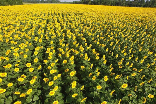 HOW SUNFLOWERS HELPED ONE N.C. FARM DIVERSIFY