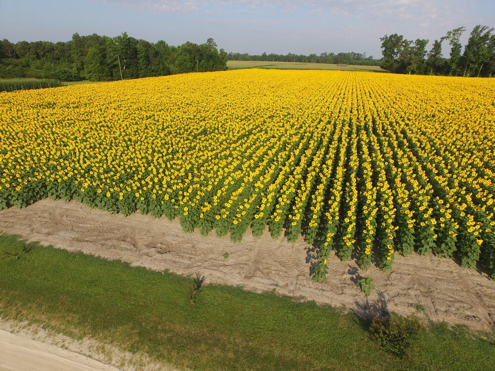 1 Gallon Cold Pressed Sunflower Oil