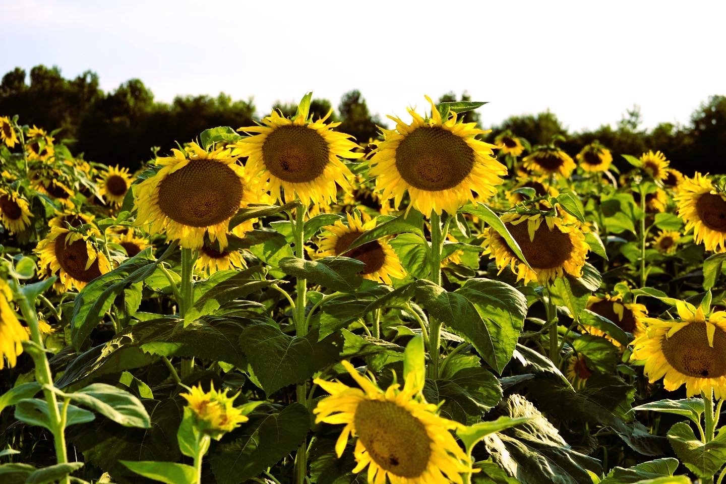 2.5 Gallon Cold Pressed Sunflower Oil